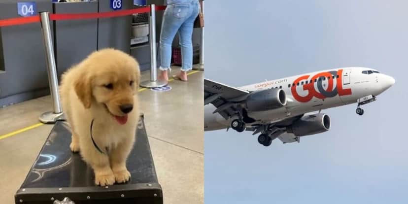 Cachorro é encontrado morto após engano de companhia aérea (Reprodução/G1) Cachorro é encontrado morto após engano de companhia aérea (Reprodução/G1)