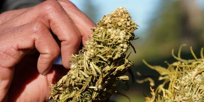 Cannabis in natura tem sua importação proibida (Reprodução/Foto: Stringer/REUTERS/Arquivo) Cannabis in natura tem sua importação proibida (Reprodução/Foto: Stringer/REUTERS/Arquivo)