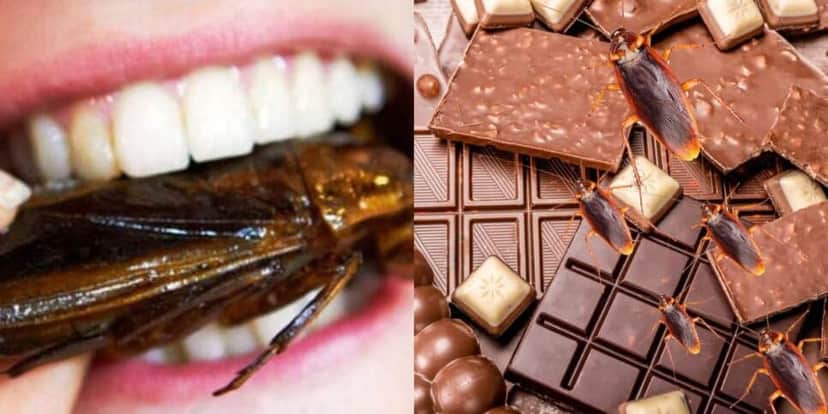 Chocolate tem descoberta nojenta e urgente com 8 baratas (Reprodução/Montagem/Canva) Chocolate tem descoberta nojenta e urgente com 8 baratas (Reprodução/Montagem/Canva)