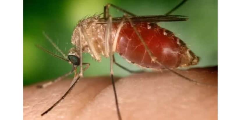 Mosquito que causa a febre oropouche (Foto: Reprodução / Sesab) Mosquito que causa a febre oropouche (Foto: Reprodução / Sesab)