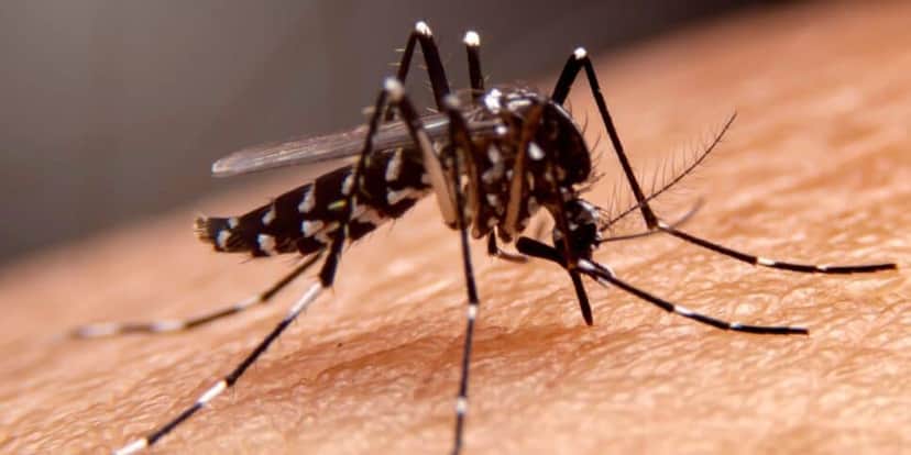 Dengue Dengue