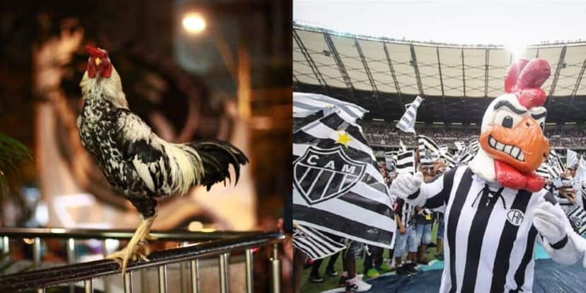 Galo, mascote do Atlético-MG - (Foto: Reprodução / Internet) Galo, mascote do Atlético-MG - (Foto: Reprodução / Internet)