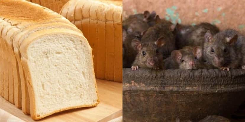 Mais de 100 mil pães arrancados pela presença de partes de ratos (Reprodução: Montagem TV Foco) Mais de 100 mil pães arrancados pela presença de partes de ratos (Reprodução: Montagem TV Foco)