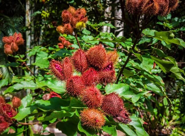 Urucum (Foto: Reprodução / Diário do Nordeste) Urucum (Foto: Reprodução / Diário do Nordeste)
