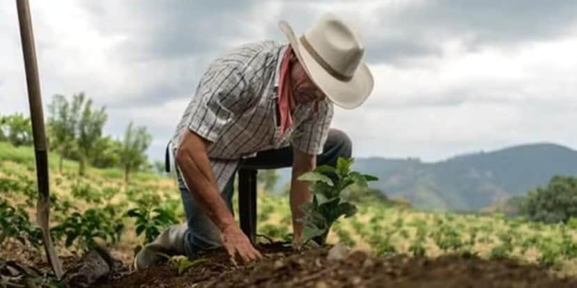 Trabalhador Rural (Foto: Reprodução / Globo Rural) Trabalhador Rural (Foto: Reprodução / Globo Rural)