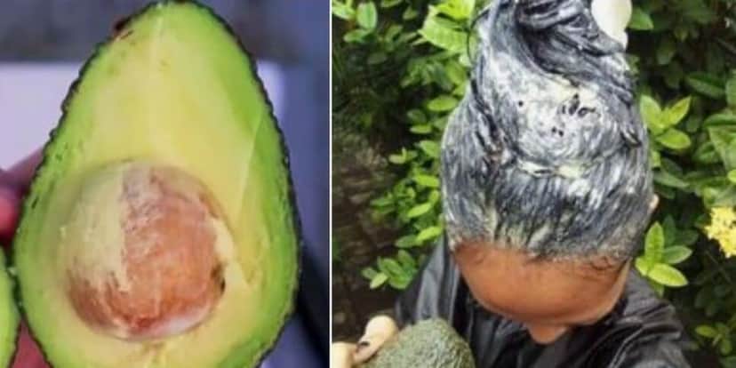A semente de abacate ajuda a tingir o cabelo (Reprodução: Internet) A semente de abacate ajuda a tingir o cabelo (Reprodução: Internet)