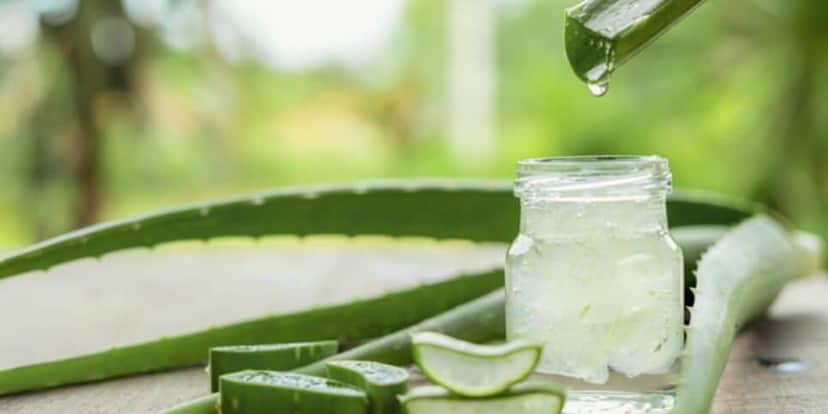 Aloe Vera, é o gel que contém nas folhas de babosa (Foto: Reprodução / Internet) Aloe Vera, é o gel que contém nas folhas de babosa (Foto: Reprodução / Internet)