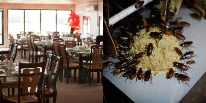 Restaurante é lacrado por baratas - Foto: Internet Restaurante é lacrado por baratas - Foto: Internet