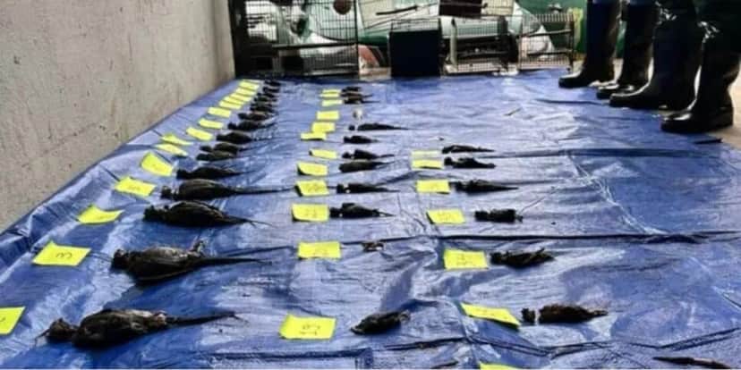 Corpos dos animais retirados da loja (Imagem: Reprodução/Polícia Civil)