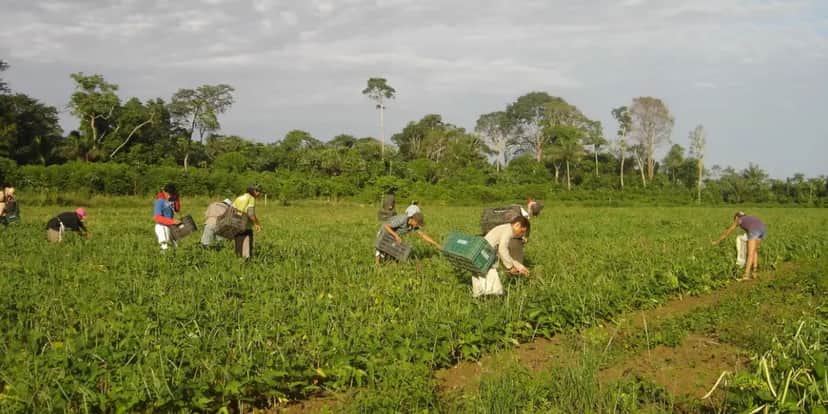 Aposentadoria rural do INSS tem idade mínima diferente das demais (Foto: Agência Brasil) Aposentadoria rural do INSS tem idade mínima diferente das demais (Foto: Agência Brasil)