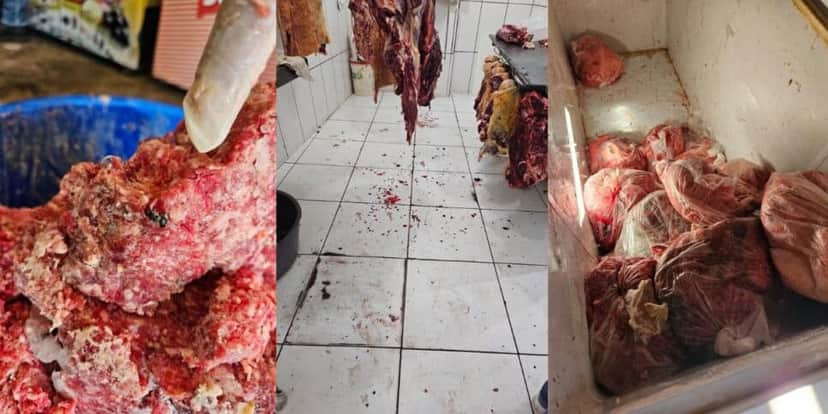 Mosca foi encontrada em carne moída — Foto: Divulgação/Vigilância Sanitária de Guaraí Mosca foi encontrada em carne moída — Foto: Divulgação/Vigilância Sanitária de Guaraí