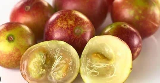 Camu-Camu é rica em vitamina C e em colágeno (Foto Reprodução/Globo) Camu-Camu é rica em vitamina C e em colágeno (Foto Reprodução/Globo)