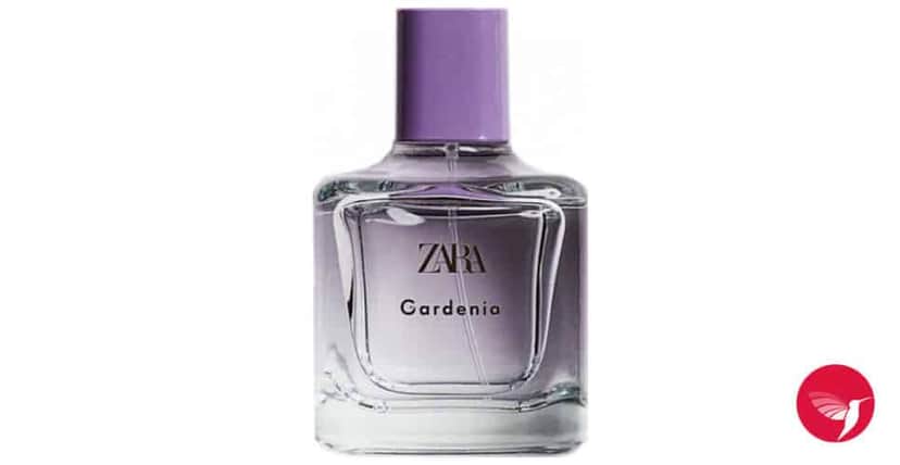 Gardenia Zara (Foto: Reprodução/ Internet) Gardenia Zara (Foto: Reprodução/ Internet)