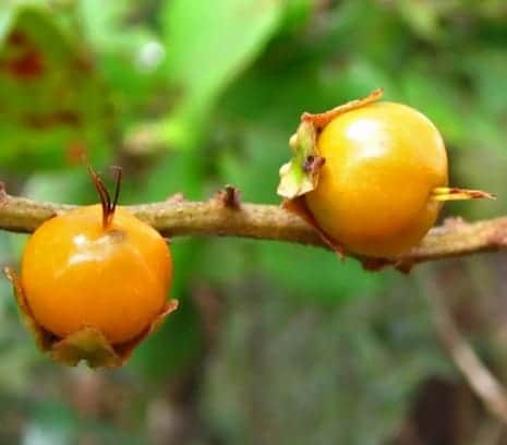 Fruta murici acaba com as rugas (Foto: Reprodução / Canva) Fruta murici acaba com as rugas (Foto: Reprodução / Canva)