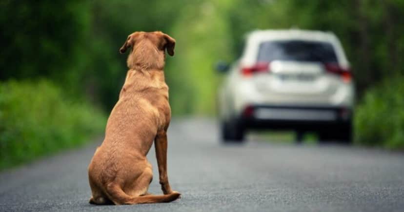 Infração gravíssima para quem abandonar animais em via pública - Foto: Internet Infração gravíssima para quem abandonar animais em via pública - Foto: Internet