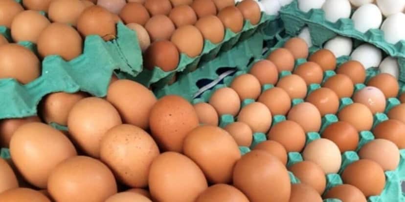 Ovos terão que ter registro impresso na casca (Foto Reprodução/Giro News)