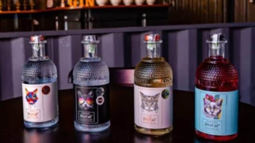 Marca de bebidas destiladas DryCat (Foto: Reprodução/ Instagram, Divulgação) Marca de bebidas destiladas DryCat (Foto: Reprodução/ Instagram, Divulgação)
