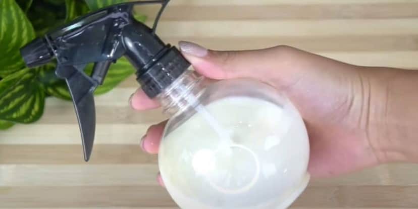 Aplicação de receita caseira para manter o cabelo mais alinhado (Foto: Internet) Aplicação de receita caseira para manter o cabelo mais alinhado (Foto: Internet)