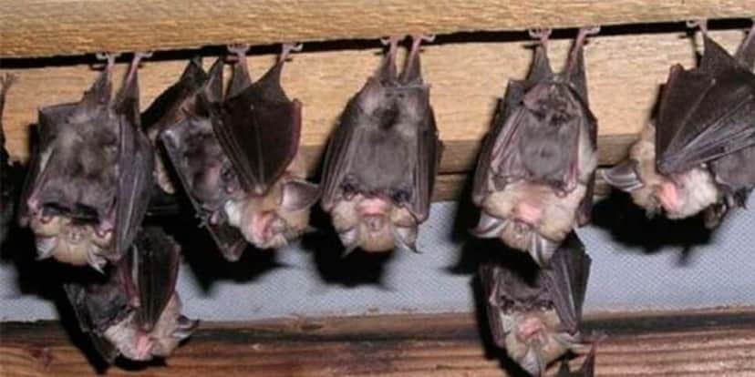 Infestações de morcego do prédio ao lado estava atrapalhando o atendimento (Foto Reprodução/Internet) Infestações de morcego do prédio ao lado estava atrapalhando o atendimento (Foto Reprodução/Internet)