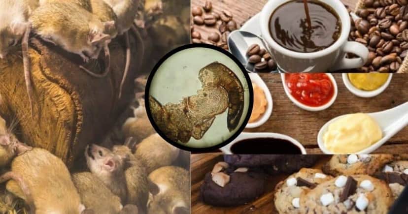 Presença de fragmentos de insetos e pelos de roedores muitas vezes são inevitáveis por uma série de fatores (Foto Reprodução/Montagem/Tv Foco/Lennita/Canva) Presença de fragmentos de insetos e pelos de roedores muitas vezes são inevitáveis por uma série de fatores (Foto Reprodução/Montagem/Tv Foco/Lennita/Canva)