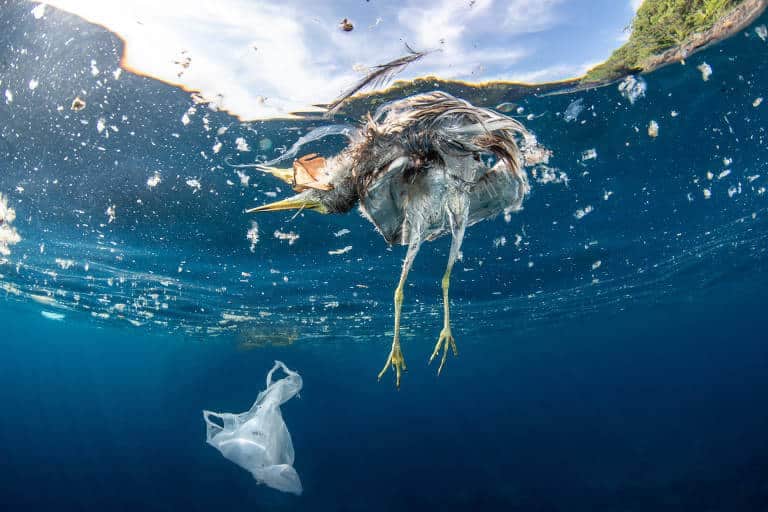 Microplásticos são extremamente nocivos ao organismo e ao ecosistema ( Foto Reprodução/Folha de S.Paulo) Microplásticos são extremamente nocivos ao organismo e ao ecosistema ( Foto Reprodução/Folha de S.Paulo)