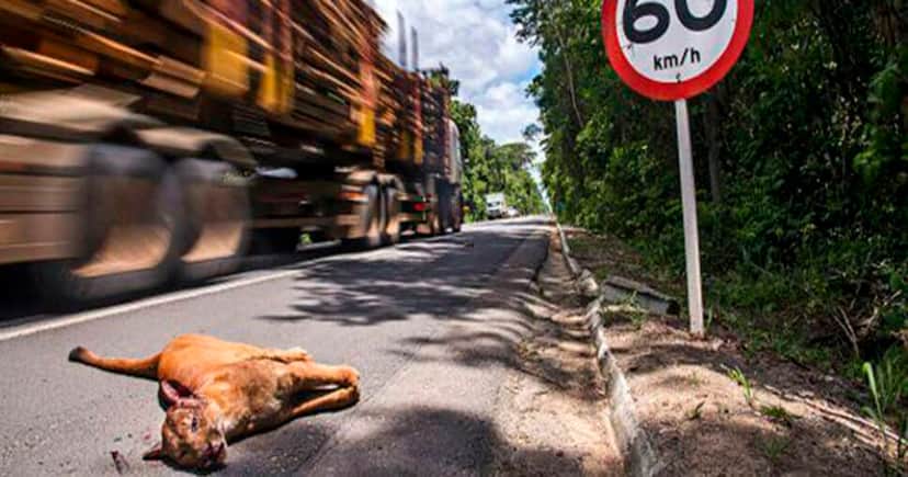 Animais mortos no trânsito (Foto: Reprodução) Animais mortos no trânsito (Foto: Reprodução)