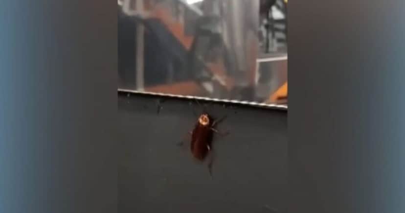 Barata na academia Barata na academia