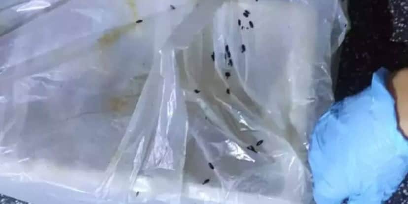 Casulos de moscas encontrados nas embalagens das carnes (Foto Reprodução/Polícia Civil) Casulos de moscas encontrados nas embalagens das carnes (Foto Reprodução/Polícia Civil)