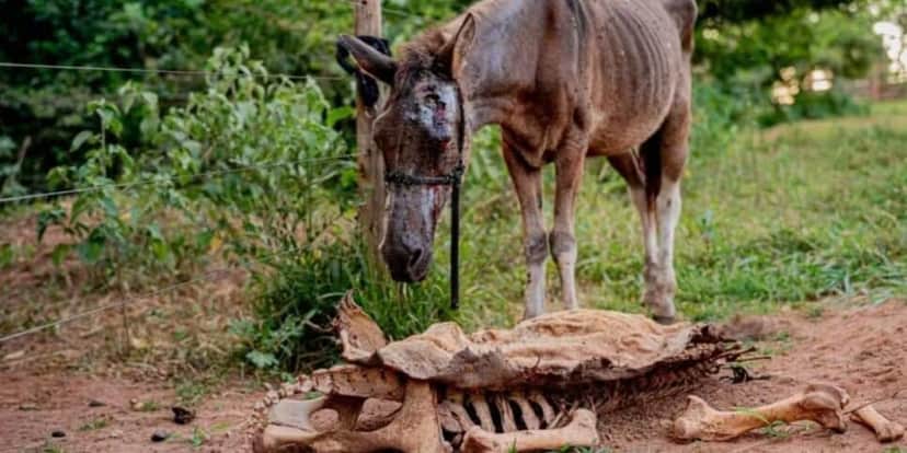 Cavalo em abatedouro clandestino (Foto: Paulo de Tarso/Prefeitura de Anápolis) Cavalo em abatedouro clandestino (Foto: Paulo de Tarso/Prefeitura de Anápolis)
