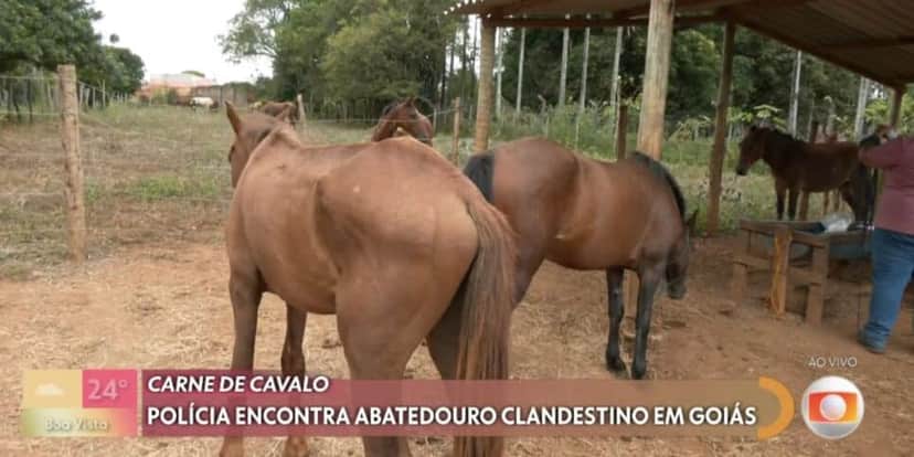 Cavalos resgatados (Foto: Reprodução / Globo) Cavalos resgatados (Foto: Reprodução / Globo)