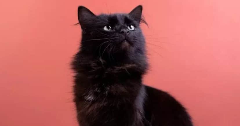 A procura por adoção de gatos aumentou por conta da situação (Foto Reprodução/UOL) A procura por adoção de gatos aumentou por conta da situação (Foto Reprodução/UOL)