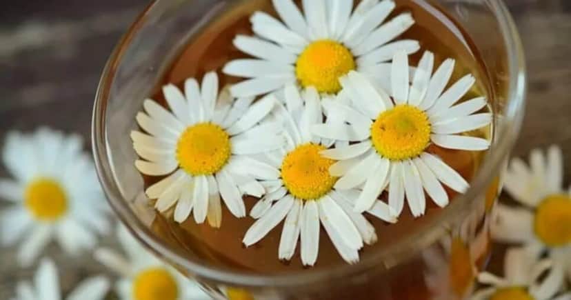 Planta mágica paralisa a flacidez e traz pele de porcelana às 45+ - Foto: Internet Planta mágica paralisa a flacidez e traz pele de porcelana às 45+ - Foto: Internet
