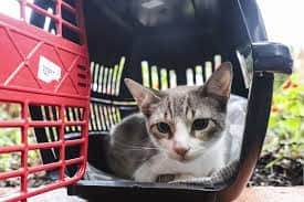 Animais deverão ser transportados em locais próprios (Foto Reprodução/Internet) Animais deverão ser transportados em locais próprios (Foto Reprodução/Internet)