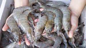 90% dos camarões analisados estavam contaminados com microplásticos (Foto Reprodução/Xodó) 90% dos camarões analisados estavam contaminados com microplásticos (Foto Reprodução/Xodó)