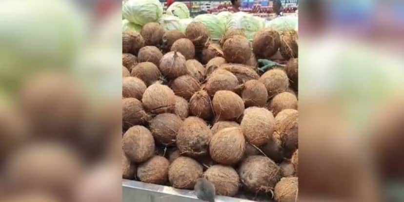 Um dos registros feitos por clientes aonde ratos aparecem em meio às frutas em uma unidade do Tatico no DF (Foto Reprodução/Montagem/Metrópoles/Instagram) Um dos registros feitos por clientes aonde ratos aparecem em meio às frutas em uma unidade do Tatico no DF (Foto Reprodução/Montagem/Metrópoles/Instagram)