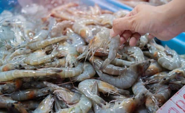Camarão é o fruto do mar mais consumido nos principais restaurantes (Foto Reprodução/YouTube) Camarão é o fruto do mar mais consumido nos principais restaurantes (Foto Reprodução/YouTube)