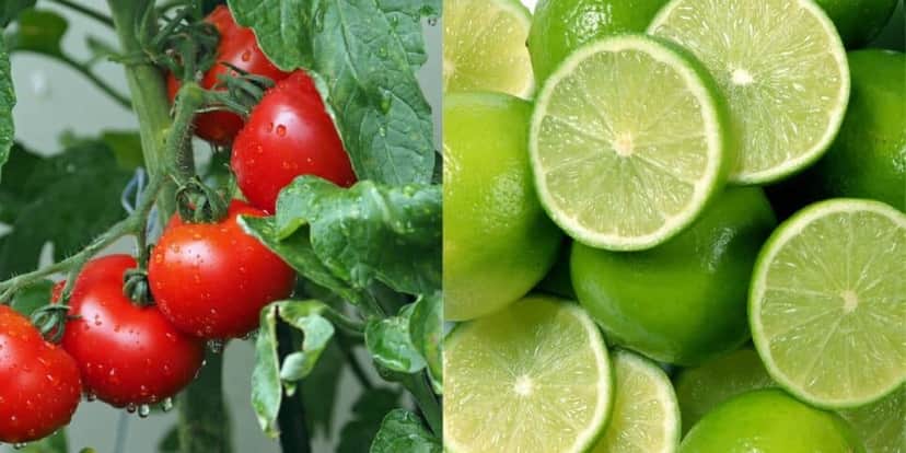 Tomate e limão ajudam a acabar com as olheiras (Reprodução: Montagem TV Foco) Tomate e limão ajudam a acabar com as olheiras (Reprodução: Montagem TV Foco)