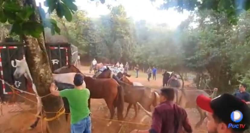 Cavalos sendo resgatados (Foto Reprodução/PUC TV) Cavalos sendo resgatados (Foto Reprodução/PUC TV)