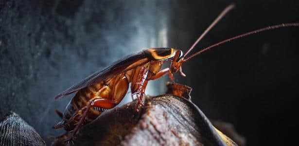 Barata foi identificada como barata de cozinha (Foto Reprodução/Internet)