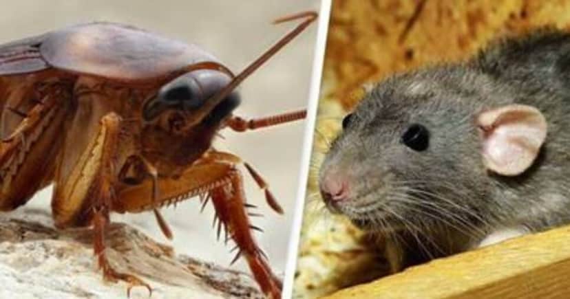 Além dos ratos, algumas baratas também foram encontradas pelos fiscais (Foto Reprodução/Montagem/Internet) Além dos ratos, algumas baratas também foram encontradas pelos fiscais (Foto Reprodução/Montagem/Internet)
