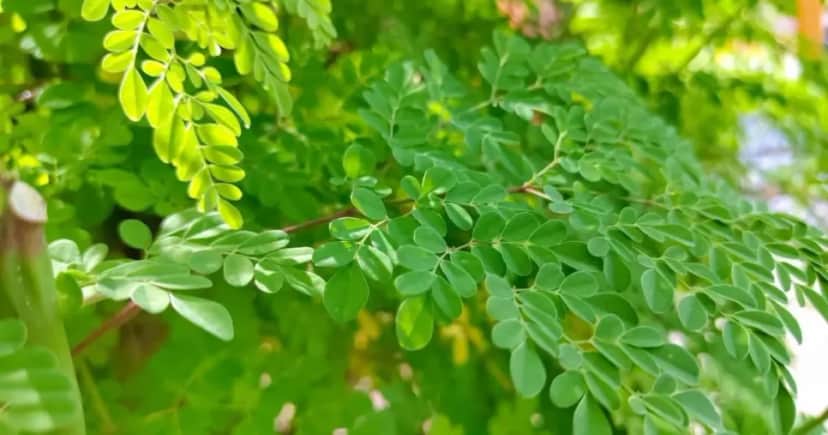 Moringa - Foto: Internet Moringa - Foto: Internet