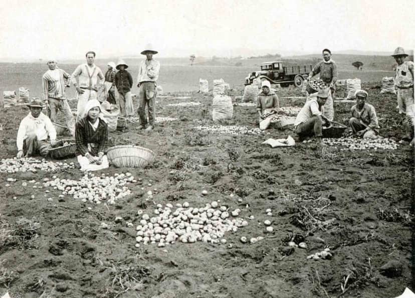 O cultivo de batata começou em Cotia e outras áreas nos arredores de São Paulo (foto: Acervo do Museu Histórico da Imigração Japonesa no Brasil) O cultivo de batata começou em Cotia e outras áreas nos arredores de São Paulo (foto: Acervo do Museu Histórico da Imigração Japonesa no Brasil)
