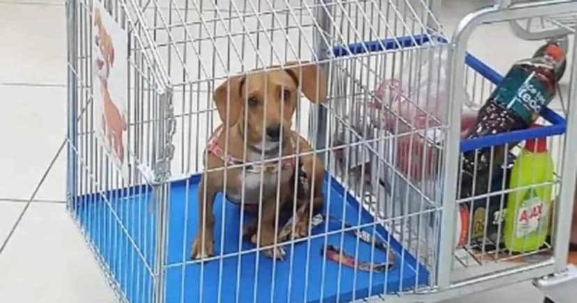 Cachorro em supermercado