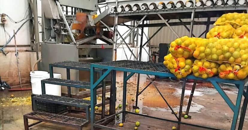 Frutas podres em meio a sadias, mal armazenadas e com lixo orgânico em volta (Foto Reprodução/Canal Rural) Frutas podres em meio a sadias, mal armazenadas e com lixo orgânico em volta (Foto Reprodução/Canal Rural)