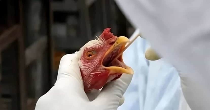 Gripe aviária em granja preocupa e aciona alerta da ANVISA (Foto Reprodução/Internet) Gripe aviária em granja preocupa e aciona alerta da ANVISA (Foto Reprodução/Internet)