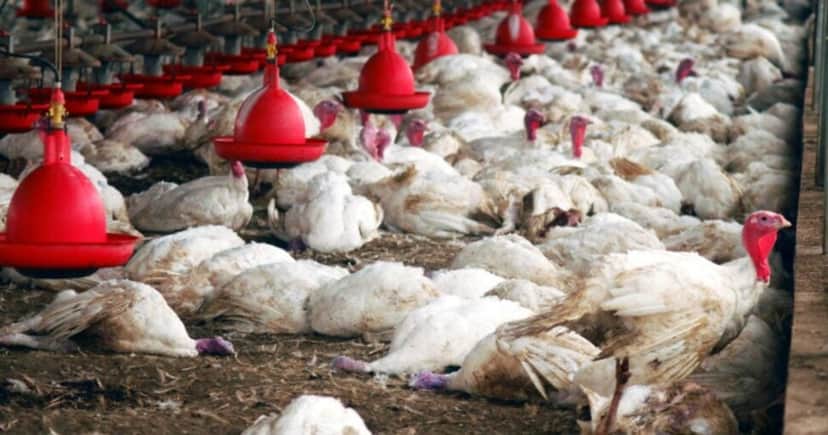 Situação atinge milhares de aves em Granja na região do Sul do país (Foto Reprodução/CNN) Situação atinge milhares de aves em Granja na região do Sul do país (Foto Reprodução/CNN)