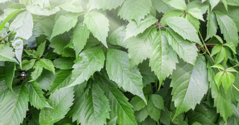 Planta Gynostemma pentaphyllum Planta Gynostemma pentaphyllum