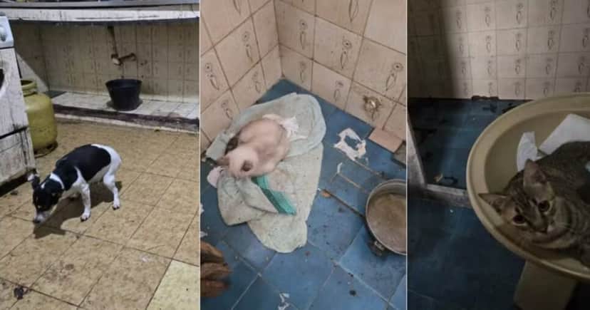Animais vivos resgatados em situações insalubres (Foto Reprodução/Globo) Animais vivos resgatados em situações insalubres (Foto Reprodução/Globo)