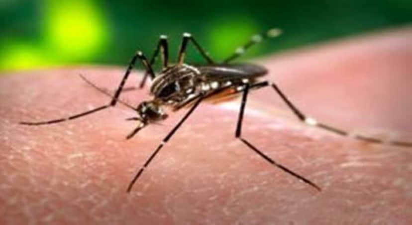 Chikungunya (Foto: Reprodução) Chikungunya (Foto: Reprodução)