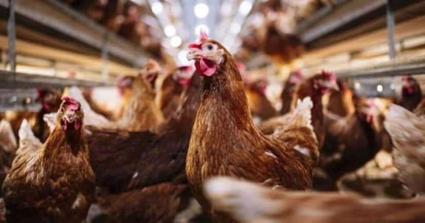 Apesar do alerta, os riscos no consumo em si são baixos Apesar do alerta, os riscos no consumo em si são baixos